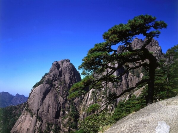 黄山迎客松图片