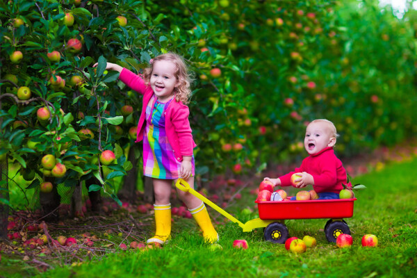 果园里摘苹果的儿童图片
