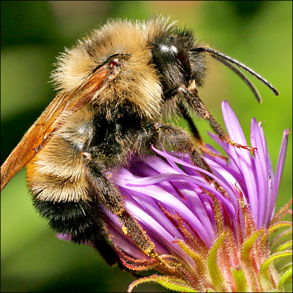 高精度蜜蜂图图片