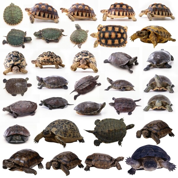龟类合集