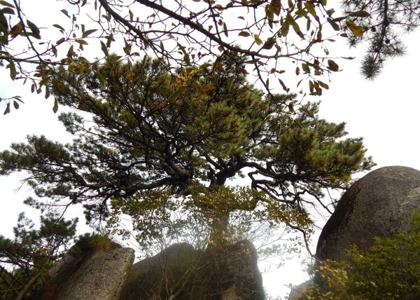 黄山风光图片