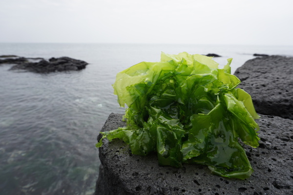 海带