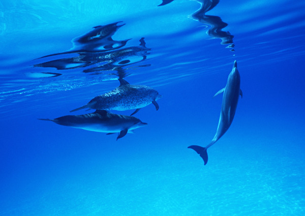 海底中的海豚图片