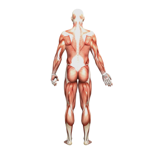 男人背部肌肉组织图片