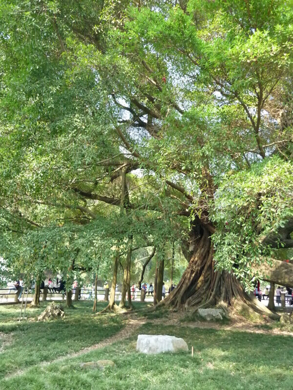 桂林大榕树