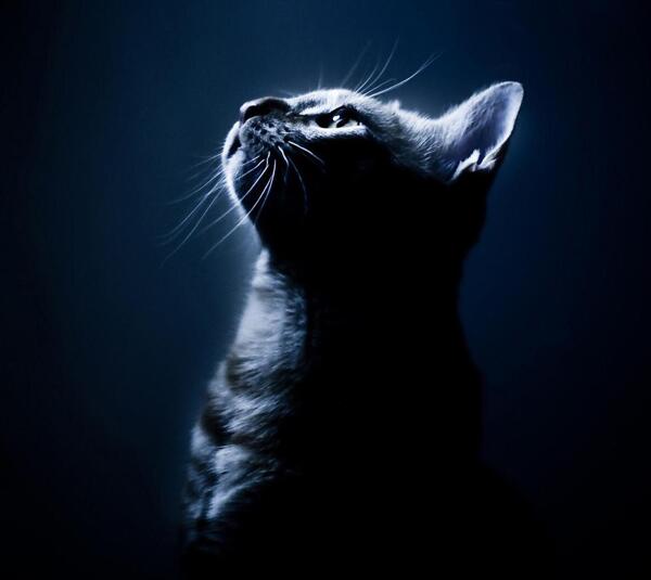 猫咪猫宠物黑暗中仰望的猫星人